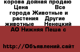 корова дойная продаю › Цена ­ 100 000 - Все города Животные и растения » Другие животные   . Ненецкий АО,Нижняя Пеша с.